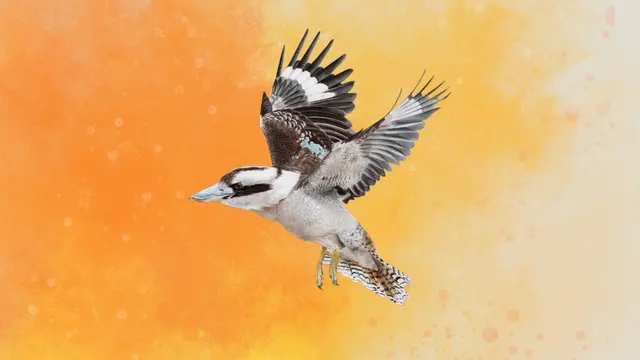 WINGSPAN: Oceania Expansion (Xbox One & Series)