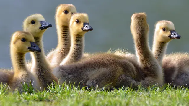 Jigsaw Puzzle Baby Animals (Xbox One)