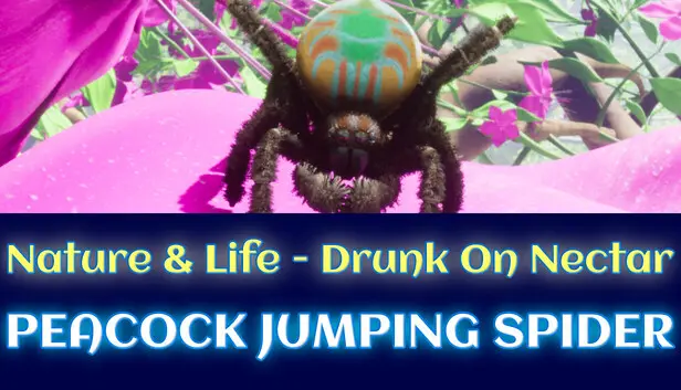 Lifecycle of Peacock Jumping Spider