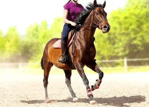 My Little Riding Champion - Switch