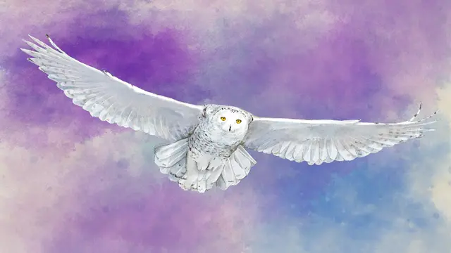 European Expansion (Xbox One & Series)