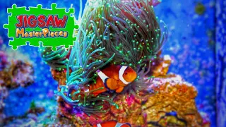 Colorful Fish - Switch