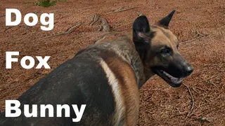Dog_Fox_Bunny