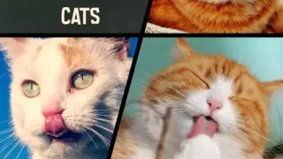 Animal Puzzle Cats - Switch