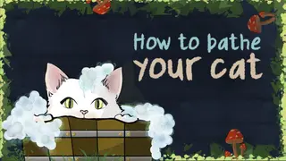 How To Bathe Your Cat