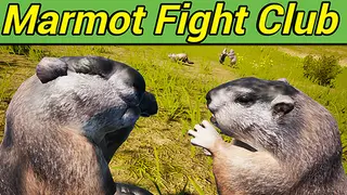 Marmot Fight Club