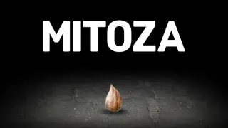 Mitoza