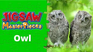 Owl - Switch
