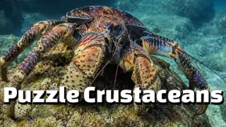 Puzzle Crustaceans