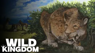 The Wild