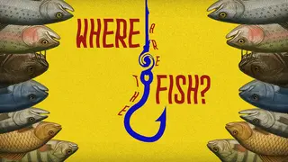Where are the Fish?