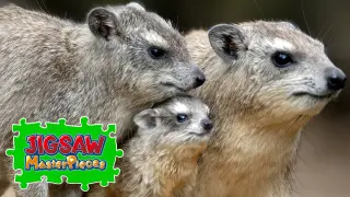 Animal Families - Switch