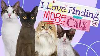 I Love Finding MORE Cats