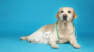 My Life: Pet Vet - Xbox One & Series