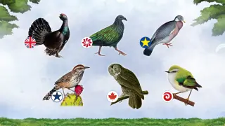 Wingspan: Bird Packs Season Pass - PS4 & PS5