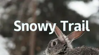 Snowy Trail