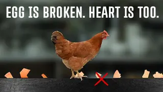 egg is broken. heart is too.