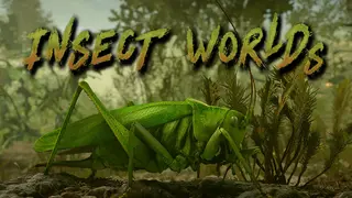 Insect Worlds