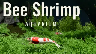 Bee Shrimp Aquarium