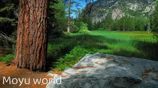 Moyu world