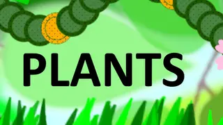 Plants