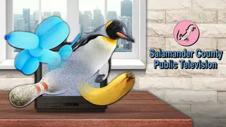 Salamander County Public Television
