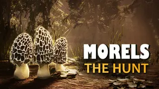 Morels: The Hunt