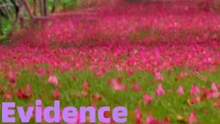 EVIDENCE