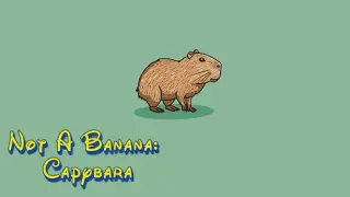 Not A Banana: Capybara