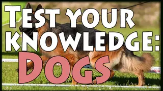 Test your knowledge: Dogs