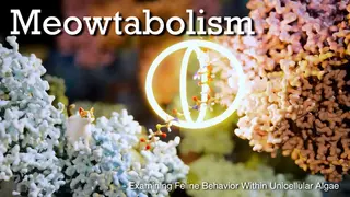 Meowtabolism - Examining Feline Behavior within Unicellular Algae