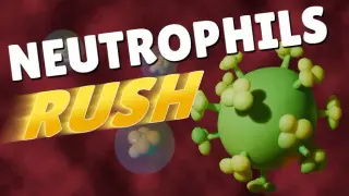 Neutrophils Rush