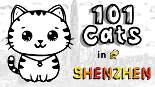 101 Cats in Shenzhen