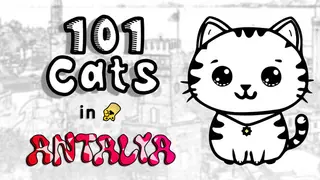 101 Cats in Antalya