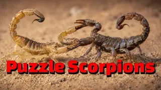 Puzzle Scorpions
