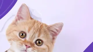 I Love Finding MORE Cats! Collector's Edition - Switch