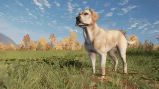 theHunter: Call of the Wild - Labrador Retriever - Xbox One