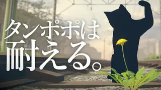 タンポポは耐える。