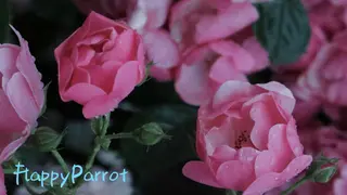 FlappyParrot