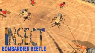 Insect: Bombardier beetle