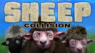 Sheep Collision