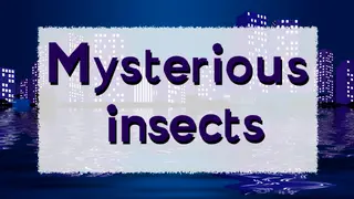 Mysterious insects