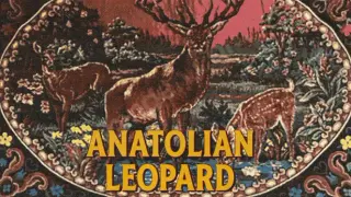 Anatolian Leopard