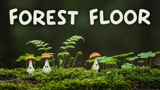 Forest Floor