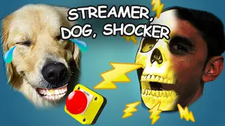 STREAMER, DOG, SHOCKER
