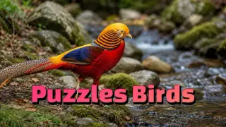 Puzzles Birds