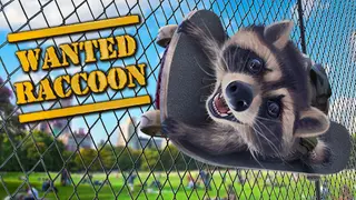 Wanted Raccoon