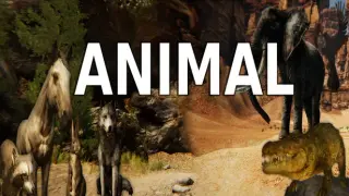 Animal