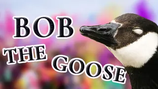 Bob the Goose