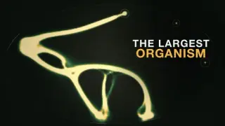 The Largest Organism